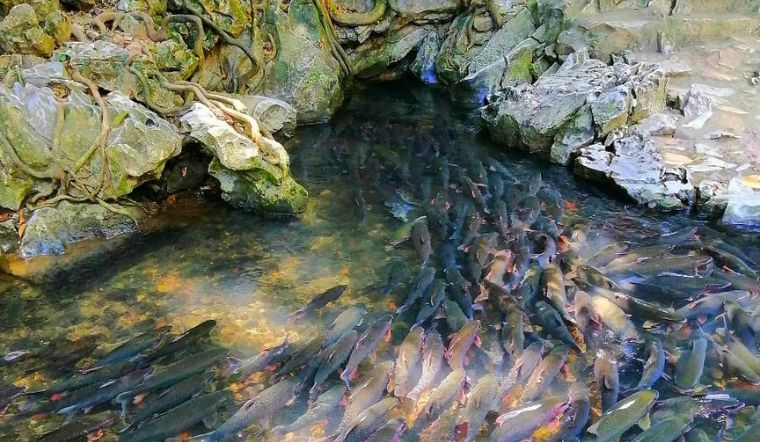 Suối Cá Cẩm Lương – Huyện Cẩm Thuỷ