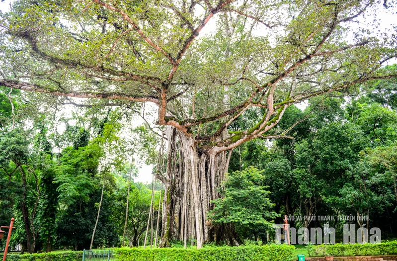 Cây đa - thị hơn 300 tuổi và "mối lương duyên” kỳ lạ ở Lam Kinh